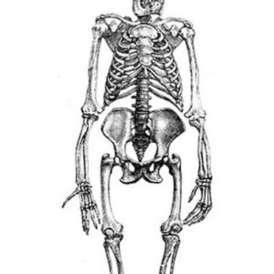 Timeline: Human Evolution