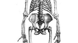 Timeline: Human Evolution