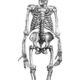 Australopithecus