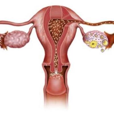 Timeline: La reproducción humana