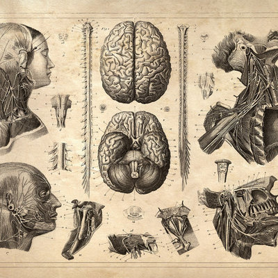 Timeline: Historia de la Anatomía.