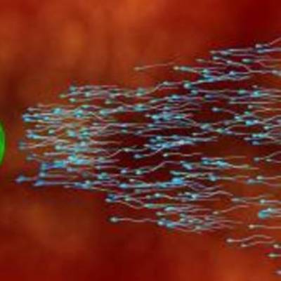 Timeline: Reproduccion En Los Seres Humanos.