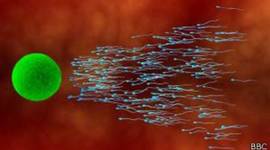 Timeline: Reproduccion En Los Seres Humanos.