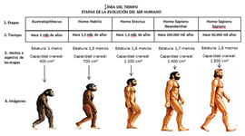 Timeline: ETAPAS DE LA EVOLUCIÓN DEL SER HUMANO