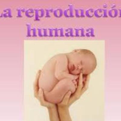 Timeline: Reproducion Humana
