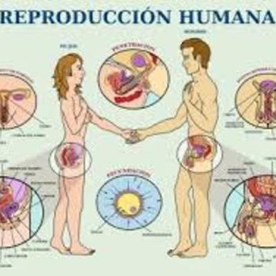 Timeline: Reproduccion en humanos