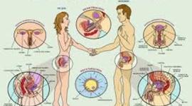 Timeline: Reproduccion en humanos