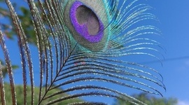 Timeline: The life Karol Andrea García