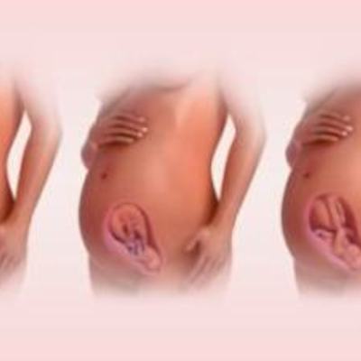 Timeline: REPRODUCCIÓN HUMANA ~ LA GESTACIÓN