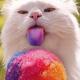 Funny pictures snow cone cat tastes the rainbow