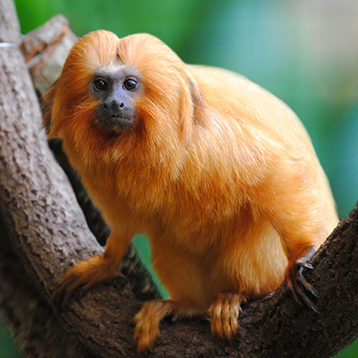 Timeline: Timeline of Colonial Events