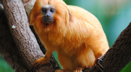 Timeline: Timeline of Colonial Events