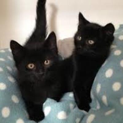 Timeline: Colonial Events