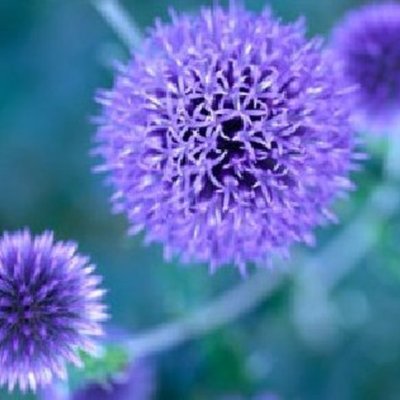 Timeline: Zoe's Timeline