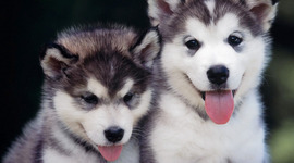 Timeline: Hailey's Awesome timeline