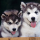 Siberian husky puppies
