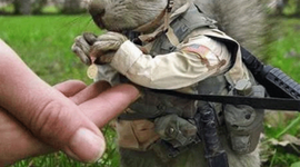 Timeline: Roey's timeline