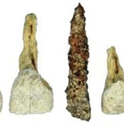 Timeline: History of Odontology