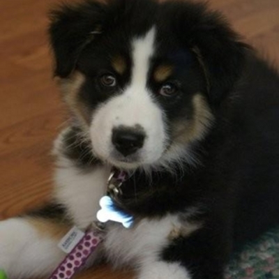 Timeline: Roxy Girl!