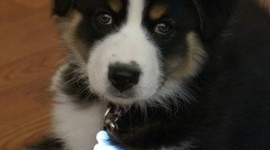 Timeline: Roxy Girl!