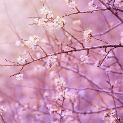 Timeline: Histotia TIC