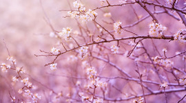 Timeline: Histotia TIC