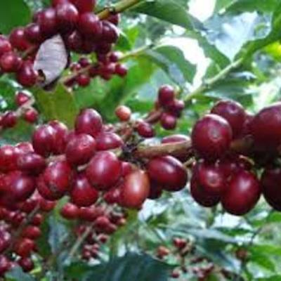 Timeline: el cultivo del  cafe