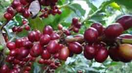 Timeline: el cultivo del  cafe
