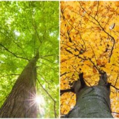 Timeline: Las estaciones