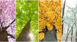 Timeline: Las estaciones