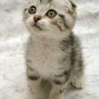 Timeline: MaEgAn hOrKaNs