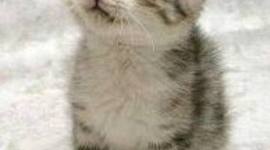 Timeline: MaEgAn hOrKaNs