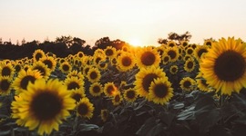 Timeline: Tijdlijn CKV