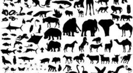 Timeline: Evolution de la notion d'espèce