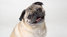 Timeline: Family life cycle housing