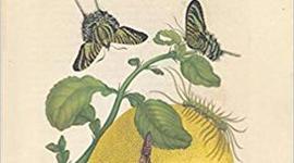 Timeline: Maria Sibylla Merian