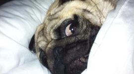 Timeline: jose[joey and chase]