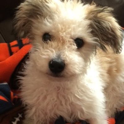 Timeline: Oscar Meyer Kidder