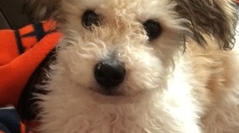 Timeline: Oscar Meyer Kidder