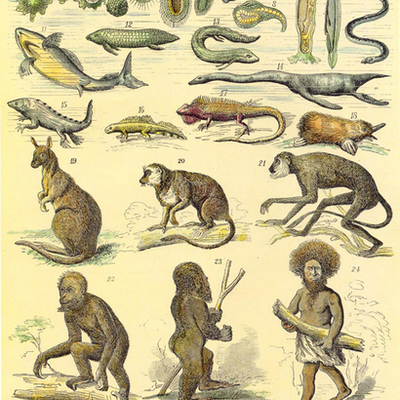 Timeline: DESARROLLO DE LA TEORÍA DE LA EVOLUCIÓN