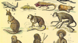 Timeline: DESARROLLO DE LA TEORÍA DE LA EVOLUCIÓN