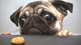 Timeline: Violet and Ella Kate's timeline