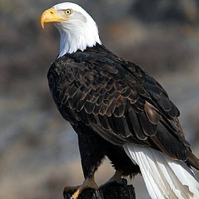 Timeline: American History, World War I - September 11, 2001