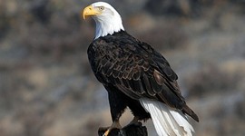 Timeline: American History, World War I - September 11, 2001