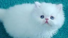 Timeline: The evolution of neonatal nurses