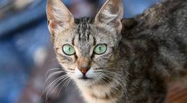 Timeline: Historia de las redes informáticas