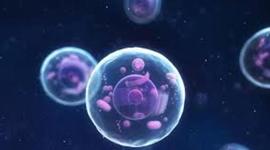 Timeline: La Célula