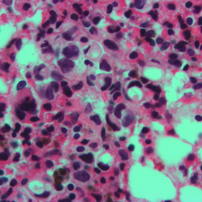 Timeline: HISTORIA DE LA CÉLULA