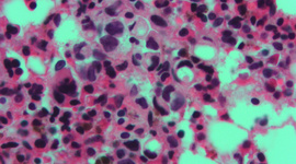 Timeline: HISTORIA DE LA CÉLULA