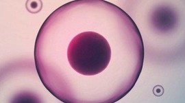 Timeline: Evolución Celular